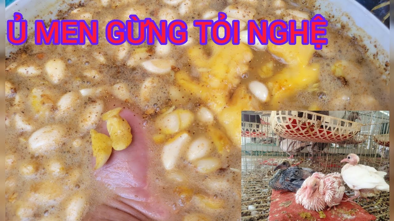 Ủ MEN GỪNG TỎI NGHỆ CHO CHIM BỒ CÂU