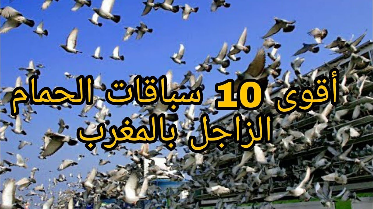 أقوي 10 سباقات الحمام الزاجل بالمغرب💪💪💪💥💥💥💥💥💥#الحمام_الزاجل #مكناس
