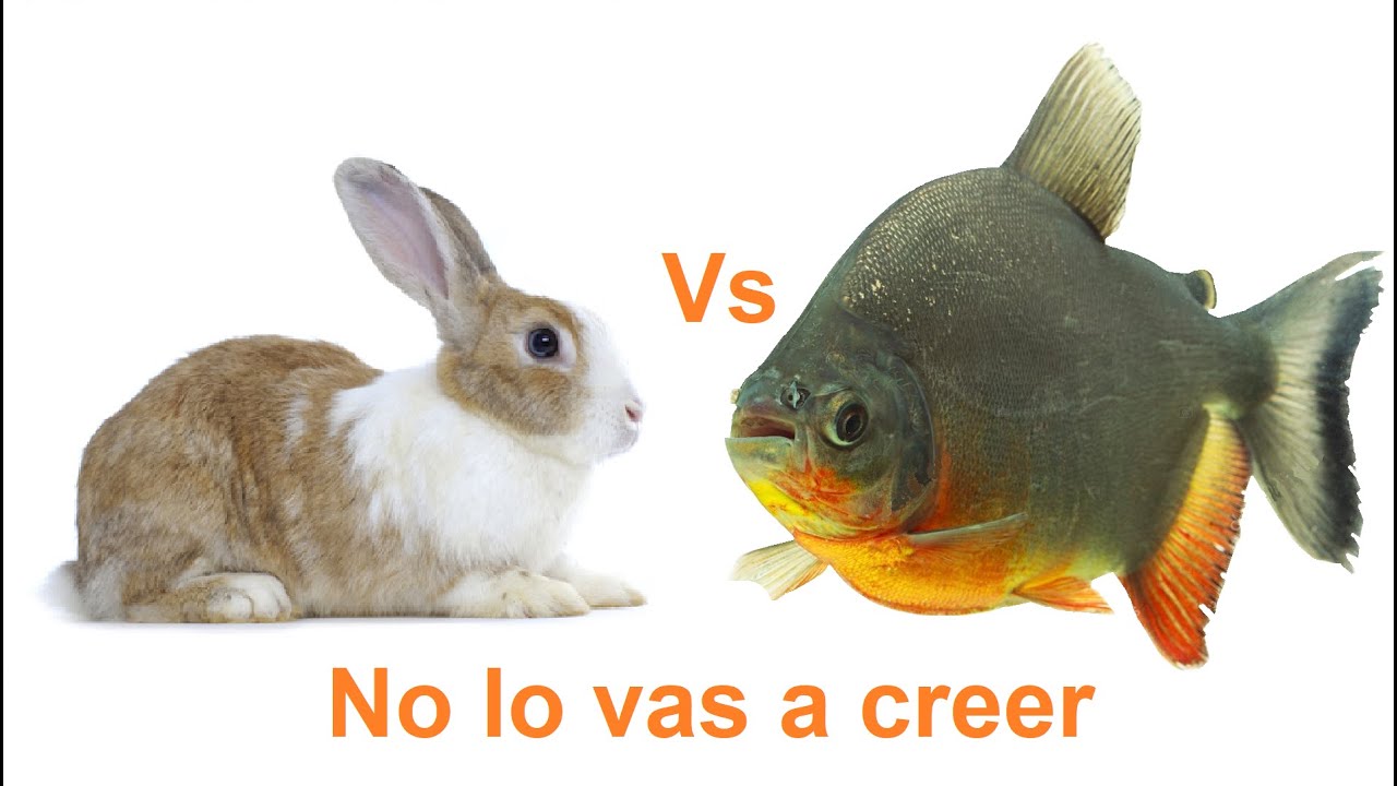 Ahorre hasta un 100% en la alimentación de tus peces.