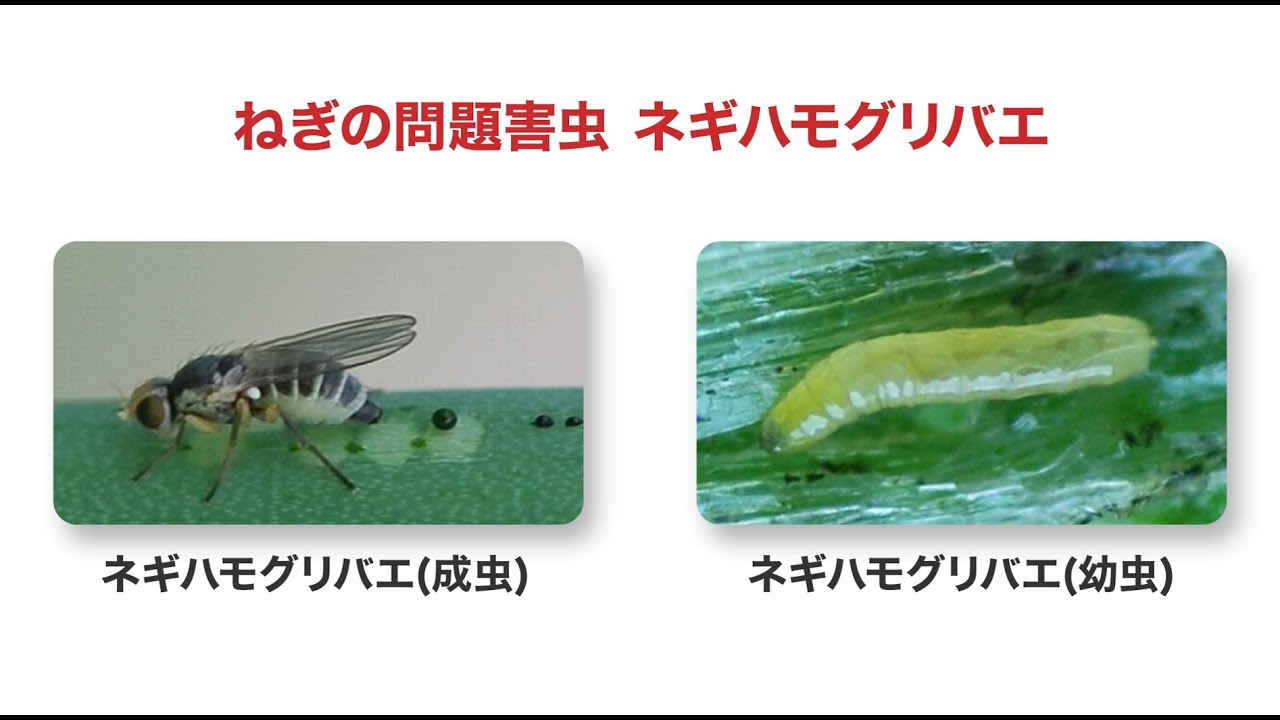 コルト顆粒水和剤（ネギハモグリバエに対する効果）