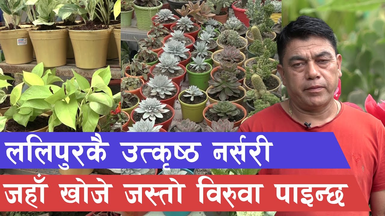 आम्दानीको राम्रो माध्यम नर्सरी व्यवसाय   || Village Top Nursery in Godawari ||