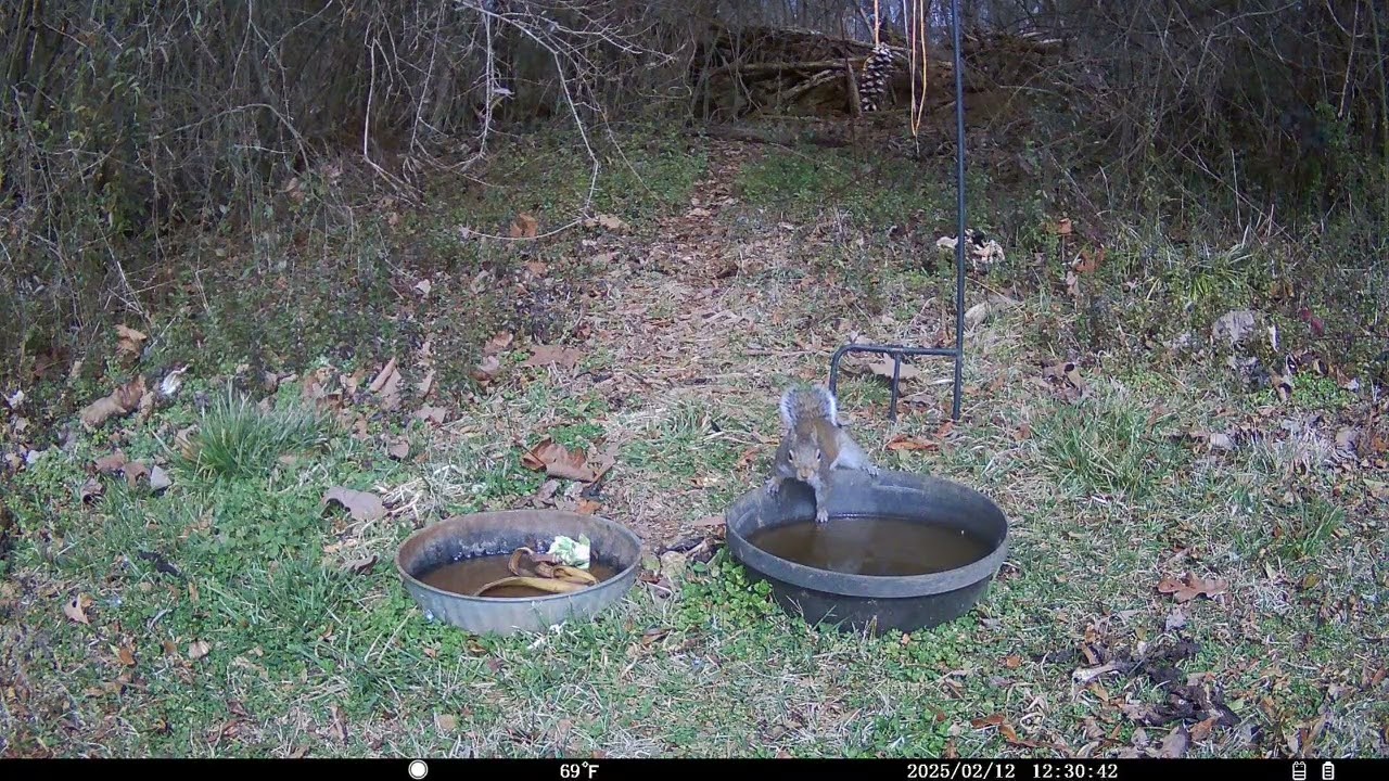 Trail Cam 2026 FEB 12