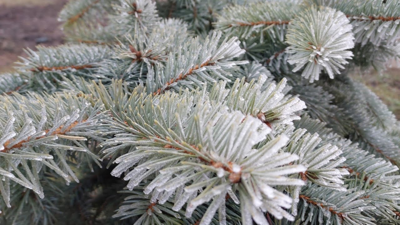 Навагодні канцэрт 🎄