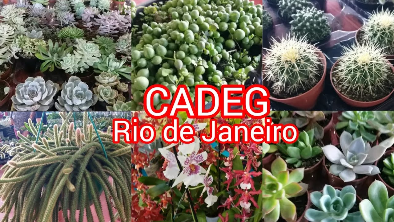 CADEG Rio de Janeiro ,muitas #plantas!#suculentas #cactos#flores#amigos#paz #vida #sol#jardim #casa