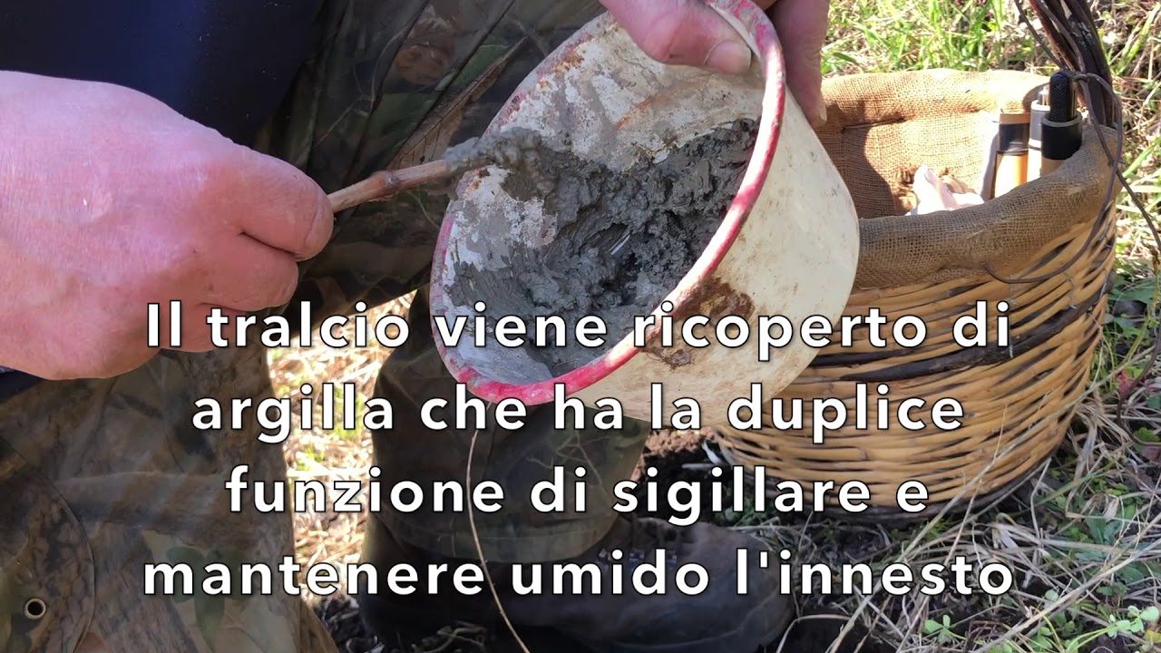 Innesto a spacco su barbatella selvatica