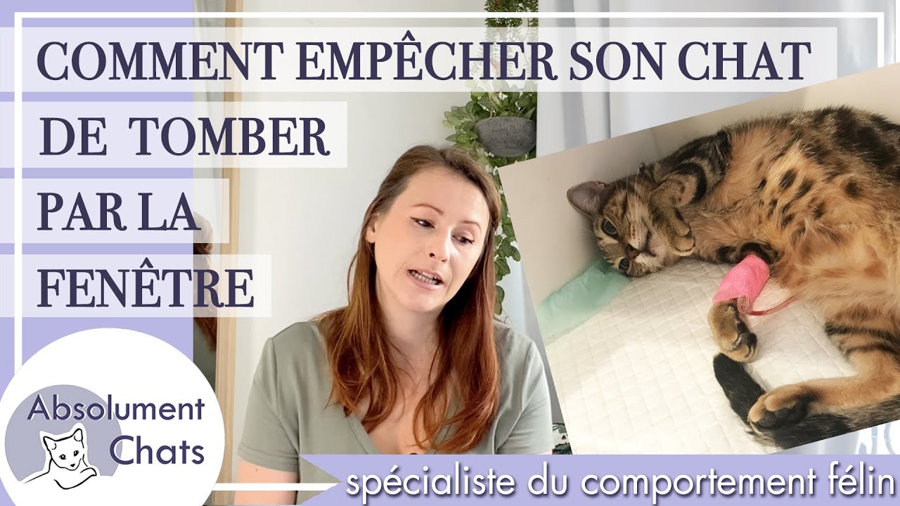 Comment empêcher son chat de tomber par la fenêtre - protection pour chats
