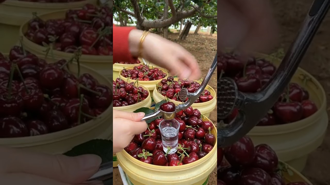 Cherry Harvest Juicy Sweet Taste 