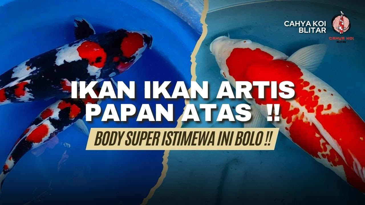 IKAN SEISTIMEWA INI ADA DI CAHYA KOI !! DIJAMIN KEPALA KOTAK BERPUNUK PANGKAL EKORNYA TEBEL !!