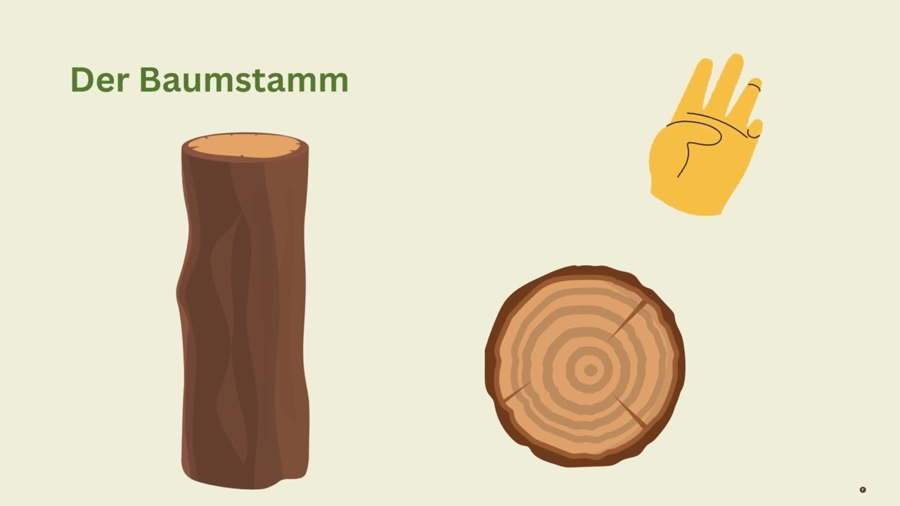 Die Teile eines Baumes   ein Erklärfilm