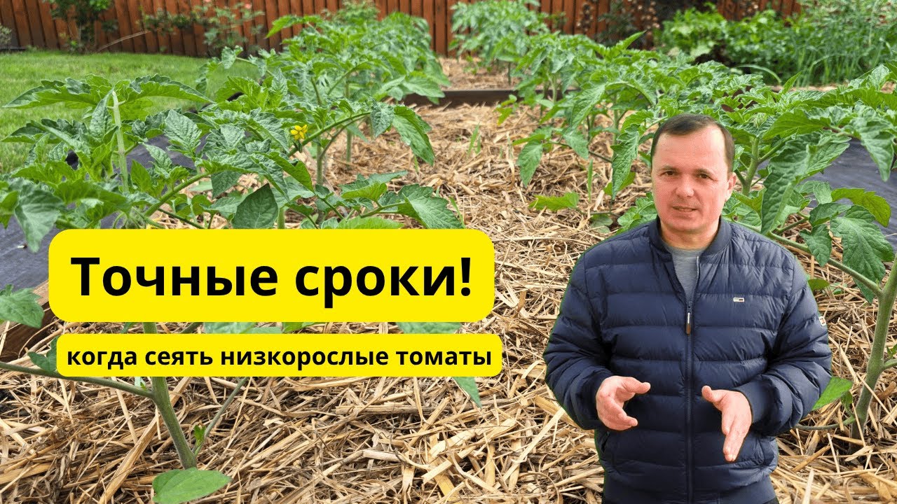 Когда сеять низкорослые томаты для открытого грунта- точные сроки!
