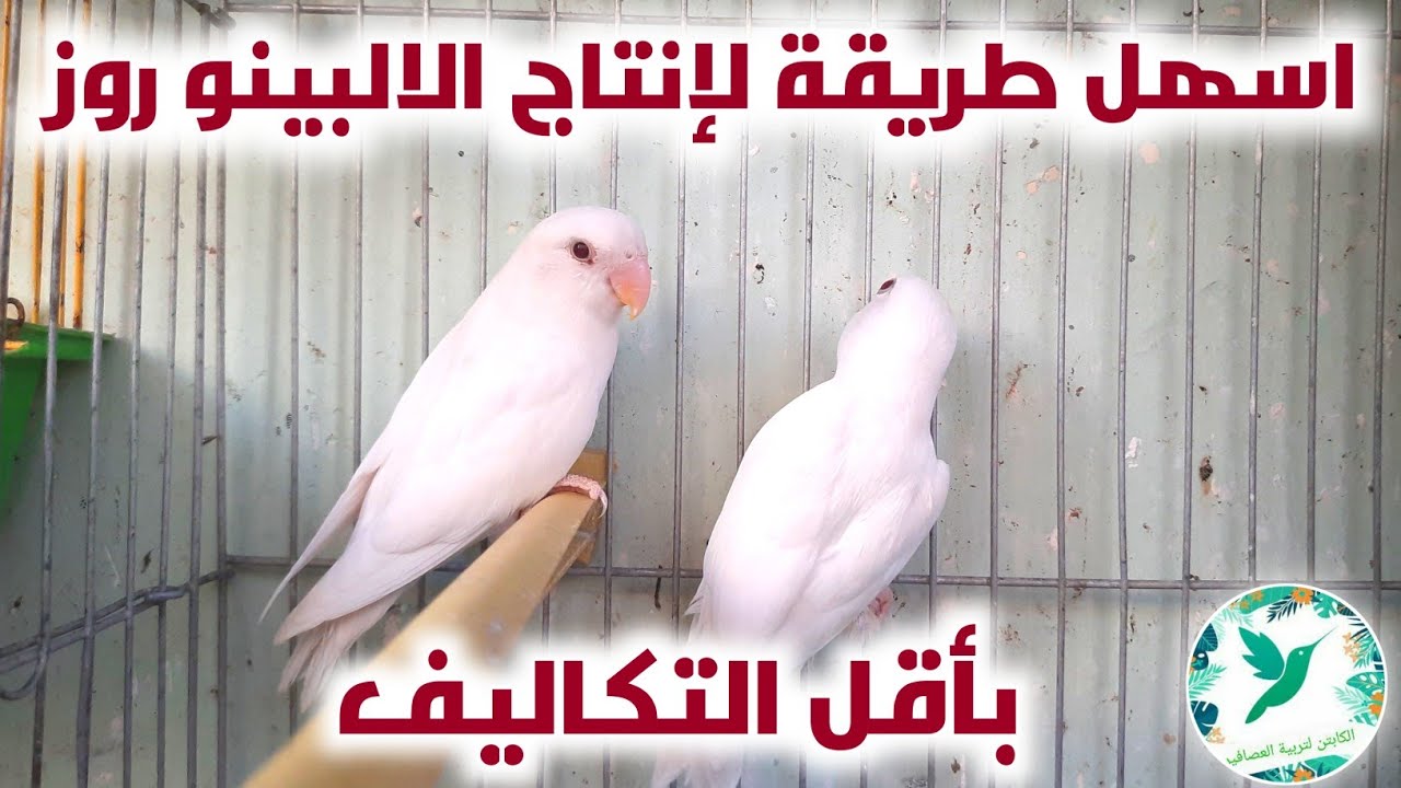 طفره الالبينو روز ازاي انتجها بارخص طريقه
