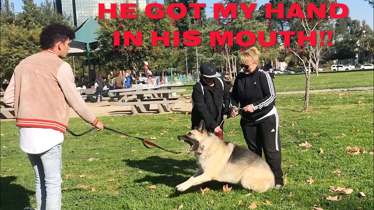 Training Aggressive/Reactive dogs.