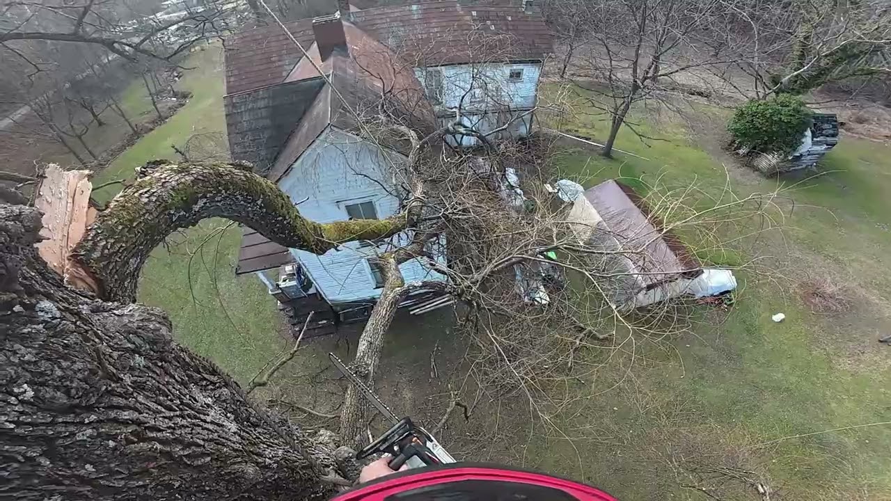 Tree climbing a willow