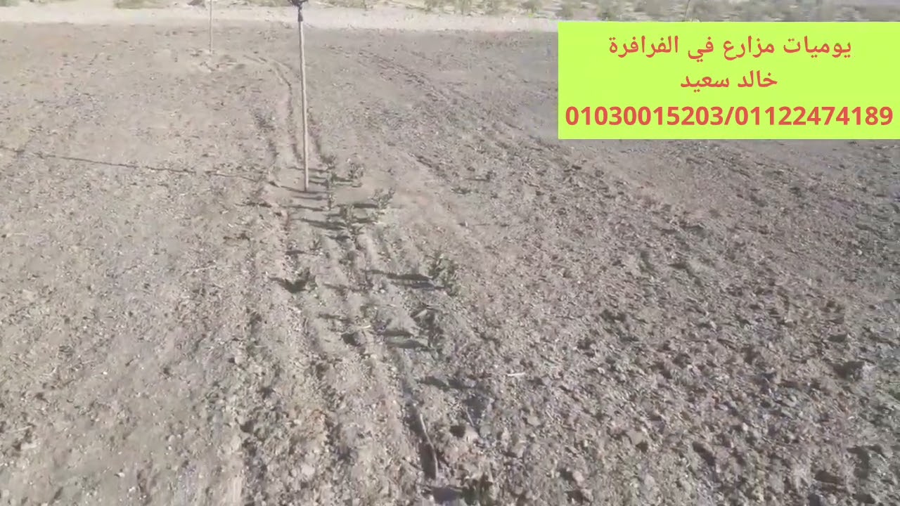 الوادي الجديد الفرافرة نصيحة لوجه الله لا تزرع بالرشاشات