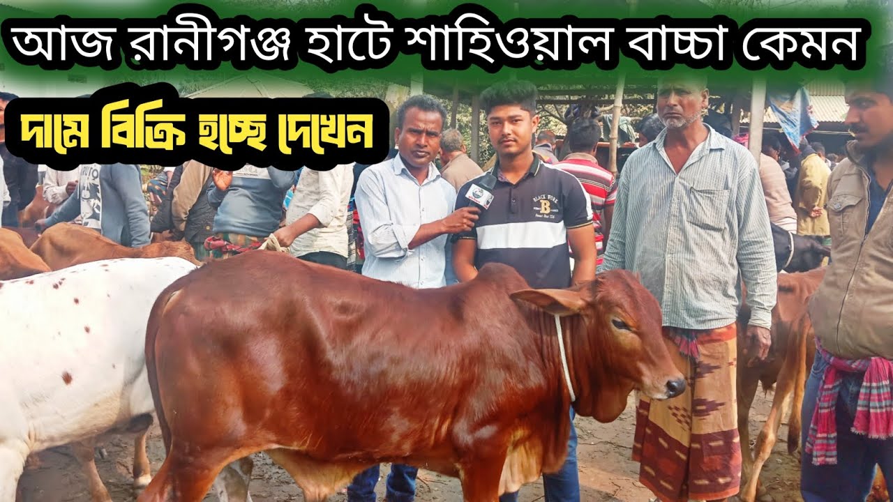 ২ফেব্রুয়ারি ২০২৬| 100% শাহিওয়াল বাচ্চা| খামার উপযোগী গরু "কেমন দামে বেচাকেনা হচ্ছে রানীগঞ্জ হাটে?