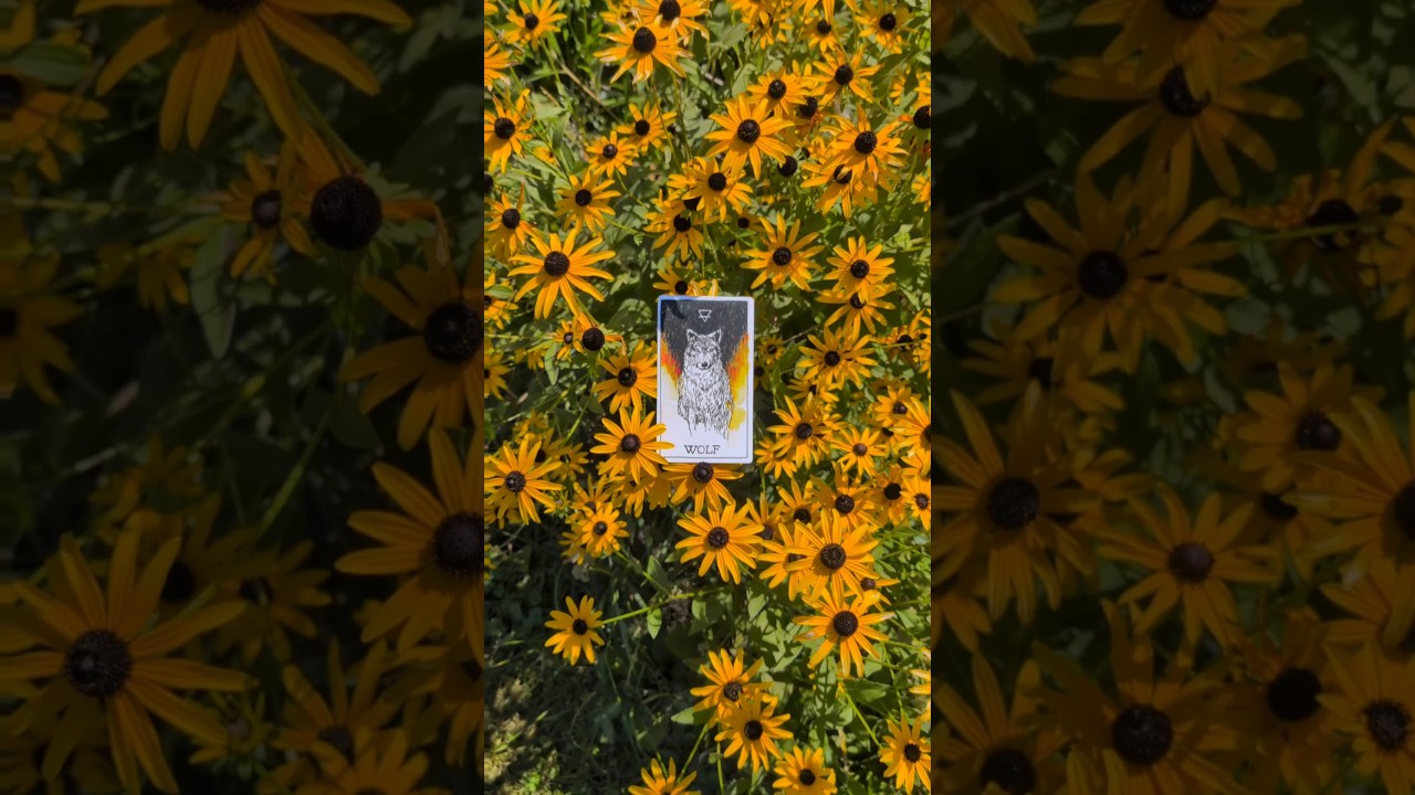 Wild Unknown Animal Spirit Card Of The Day - The Wolf Spirit Animal 