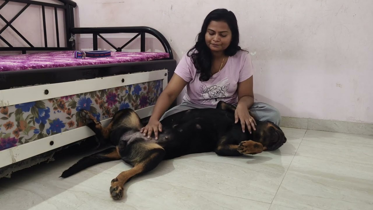 Aaj ladu ke sath bahut time bitaya or dher sara pyar kiya💕#rottweiler #dog #mydog #familydog #shorts