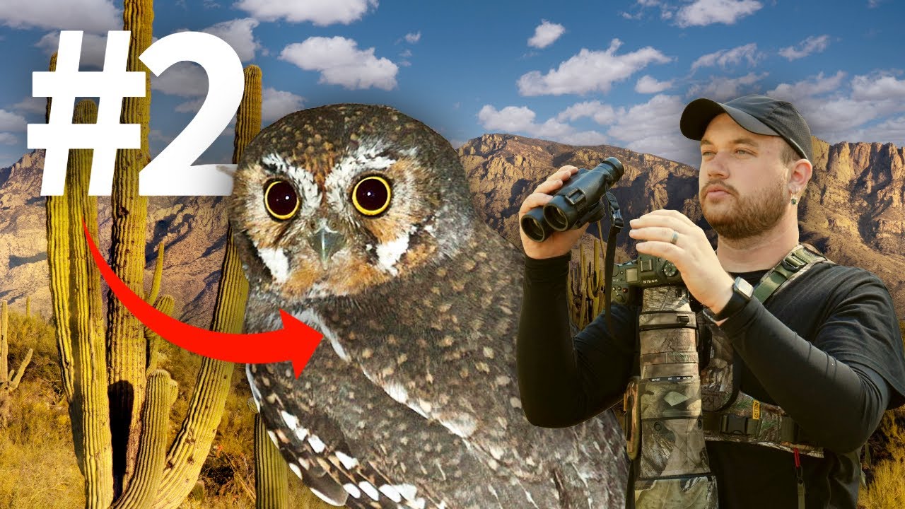 Top Birding Targets of 2026!