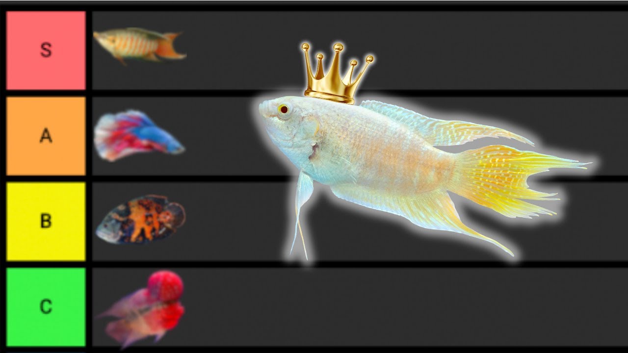 Ranking The BEST Solo Fish