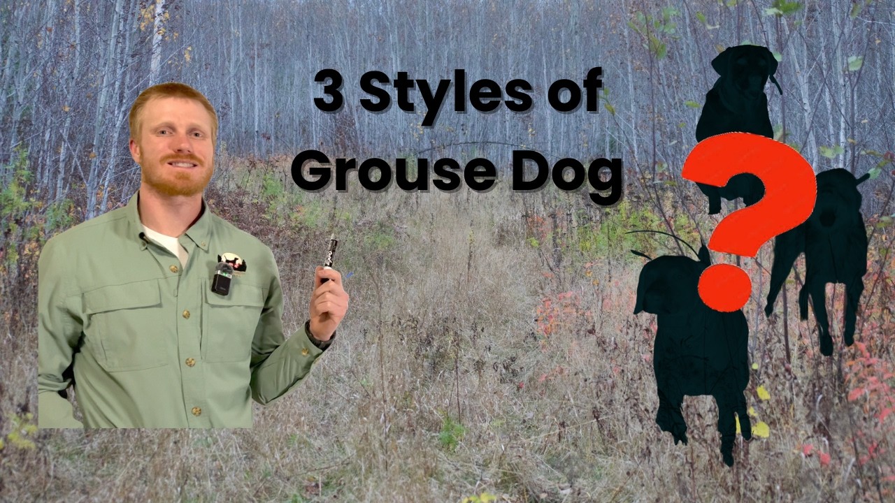 Professional Grouse Hunting Strategy (The Dogs we use)