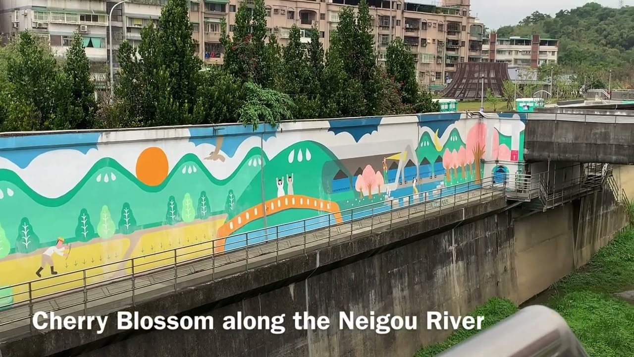 Cherry Blossom 2026 (Part 5) - Taipei, Taiwan