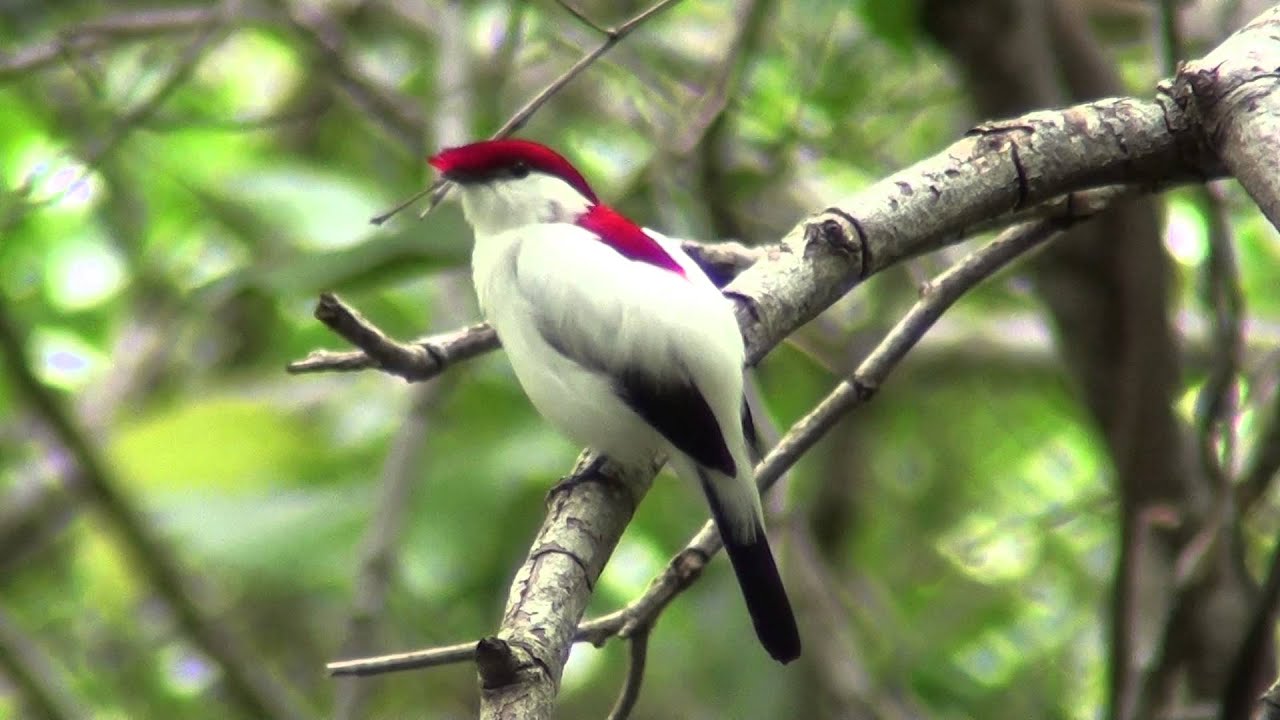 Araripe manakin (Antilophia bokermanni) - Coelho $ Silva, 1998