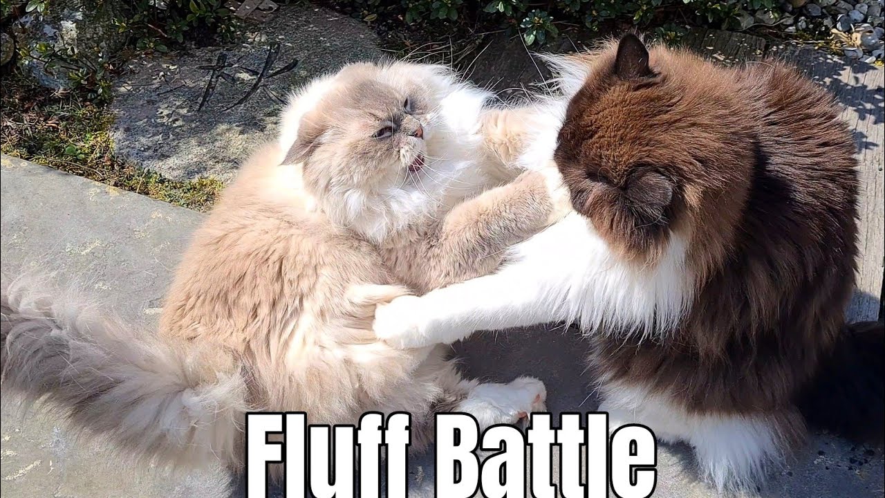 Fluffy Ragdoll Cat Fight!
