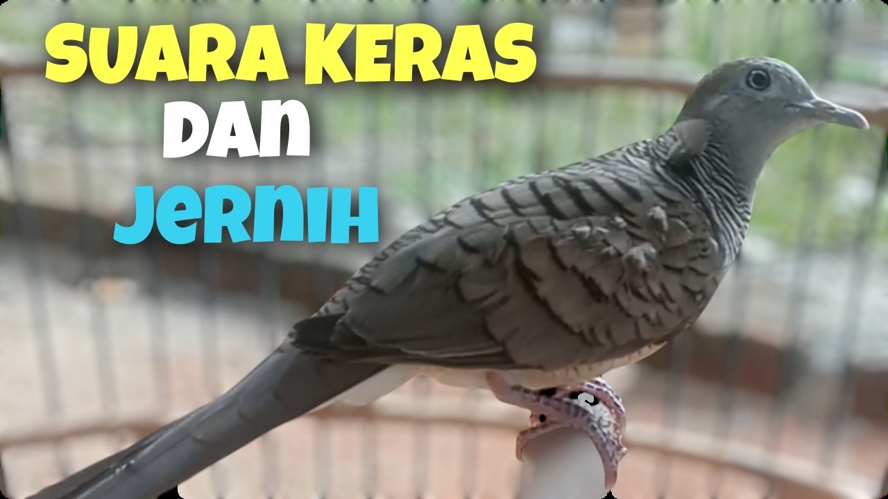 PERKUTUT SUARA KERAS,,, SUARA PERKUTUT LOKAL GACOR SUARA KUNG BESARKERAS MASTERAN AGAR RAJIN BUNYI