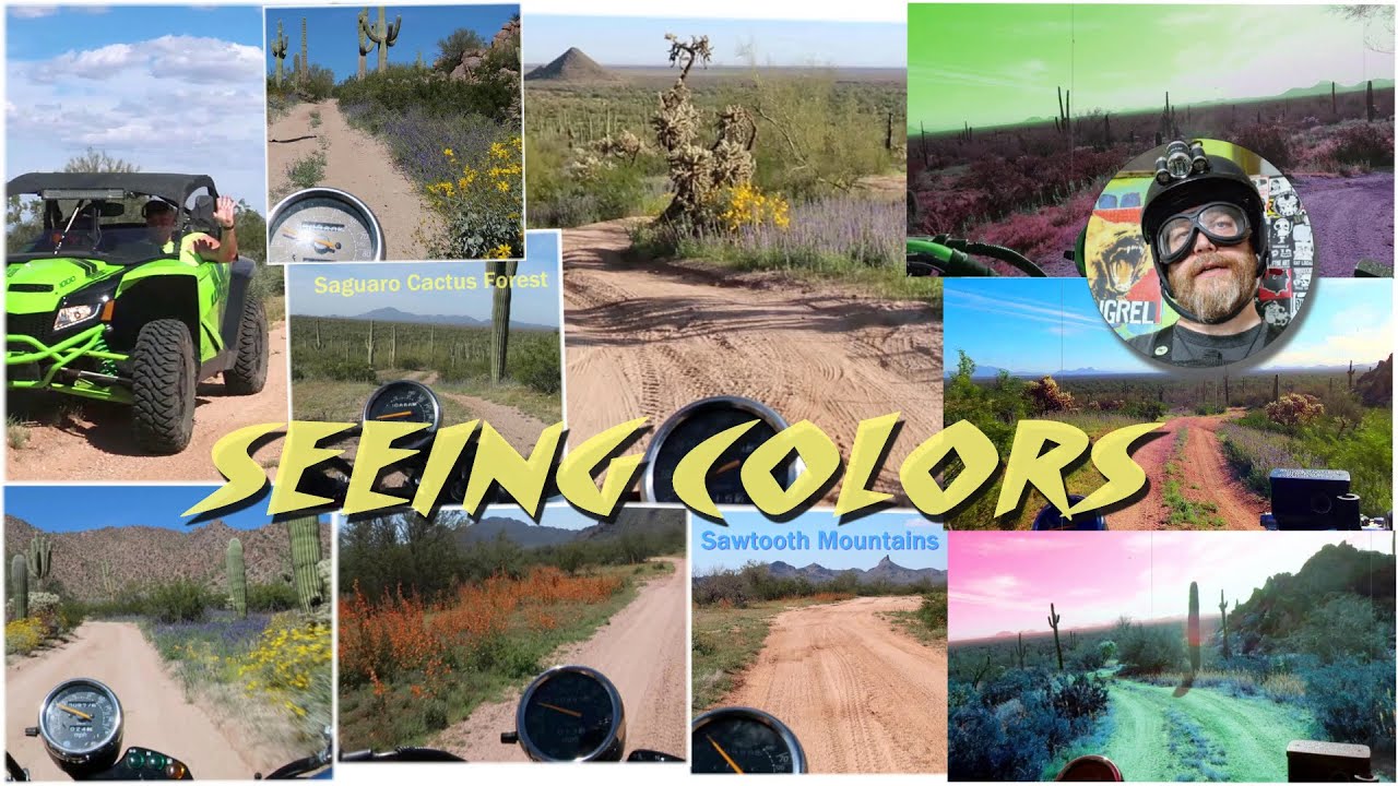 Sonoran Desert Wildflower Safari On A Suzuki VanVan 200