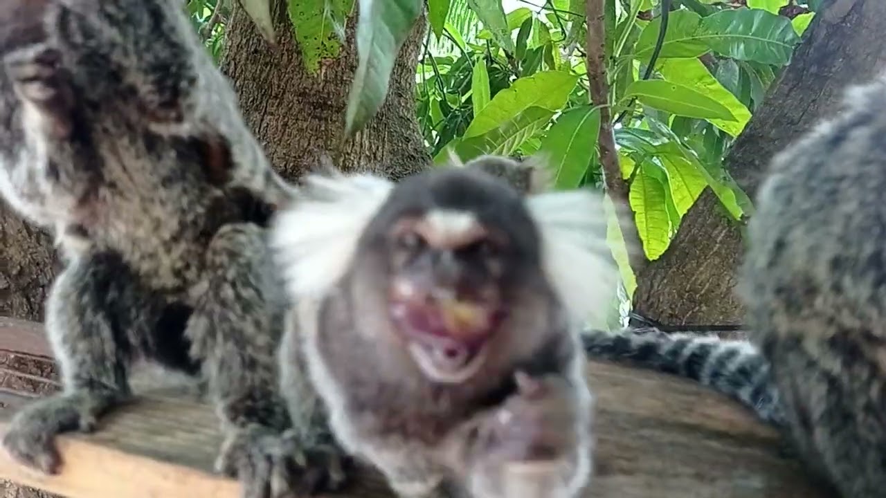 Saguins na fila 🐒🐒🐒🐒🐒🐒🐒