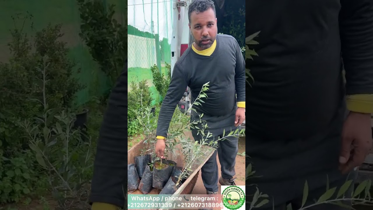 بداية غراسة الاشجار المثمرة موسم 2026 بعد التقلبات المناخية والفيضانات بشمال وشمال غرب وشرق المغرب  