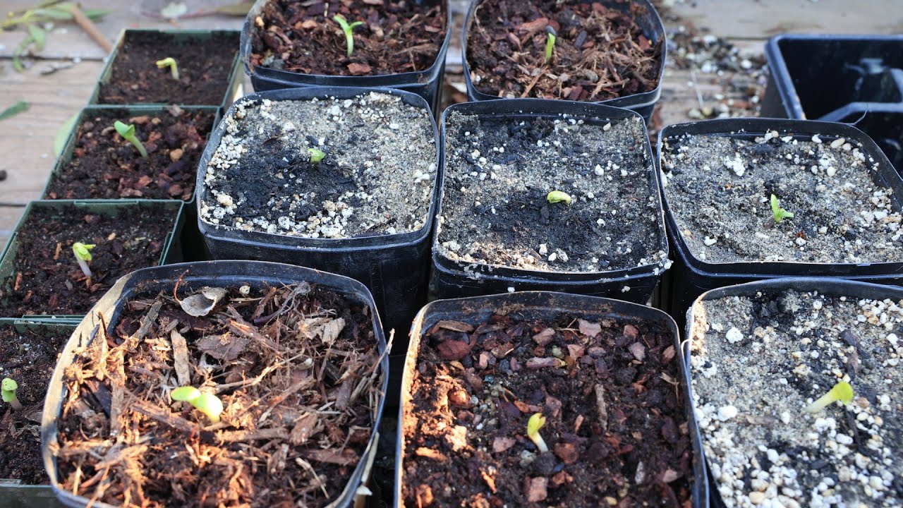 Germinate the difficult leucospermum from seed (protea) - the easy way - with a surprise ending!