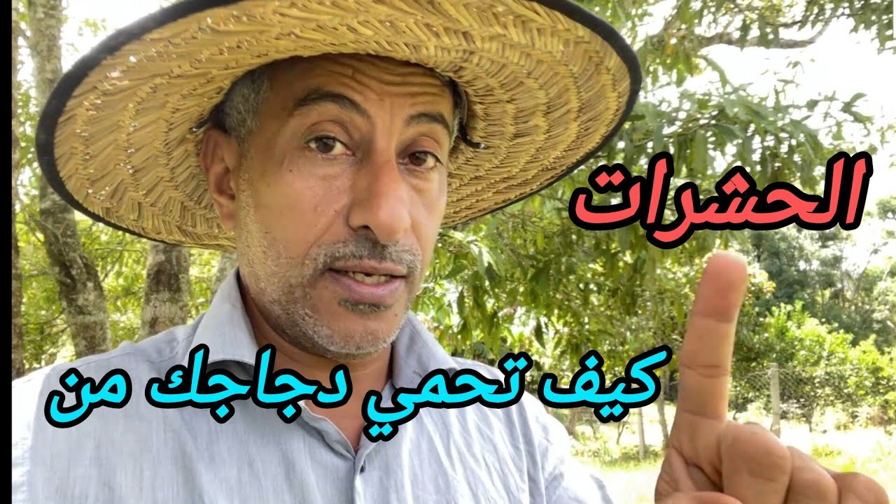 تربية الدجاج 🐓 كيفية حماية دجاجك من الحشرات