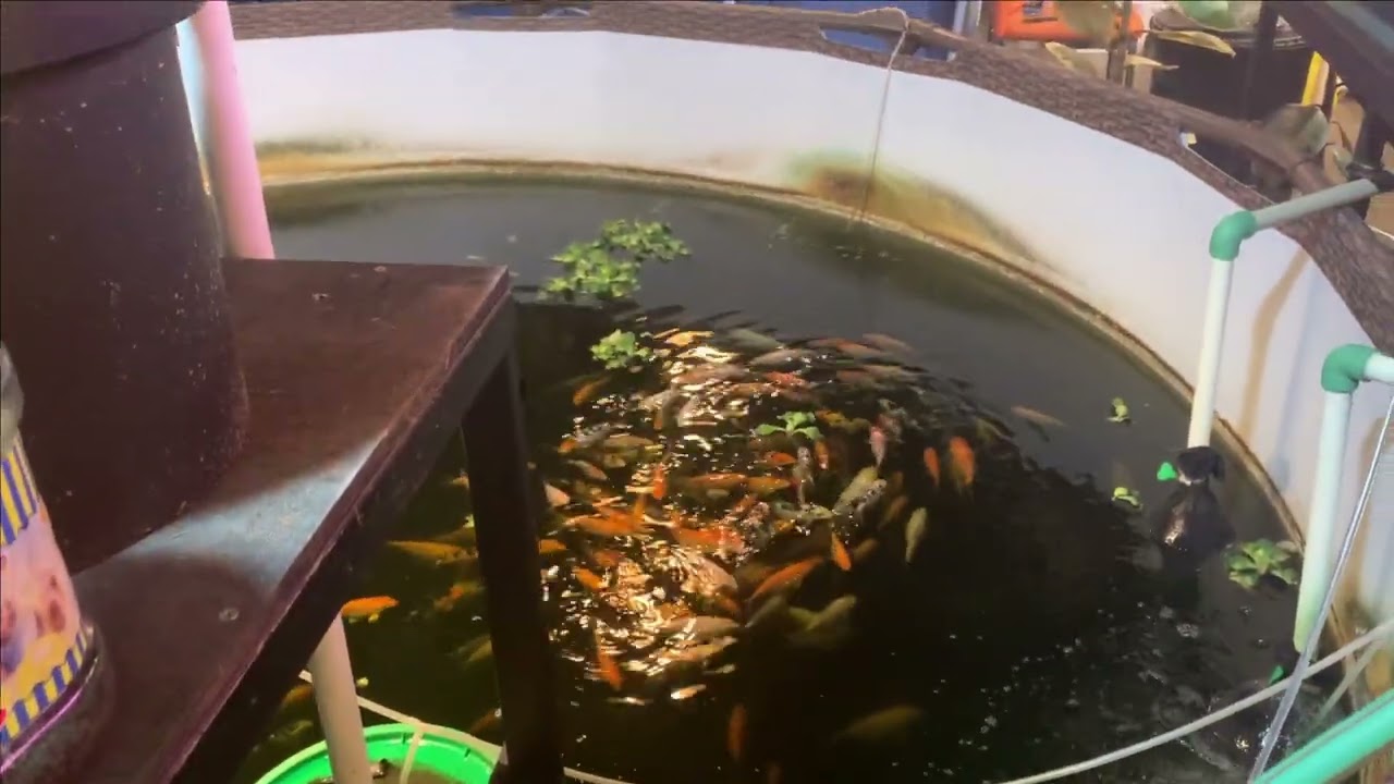 Стойка аквариумная для дискусов и просто про карпов КОИ