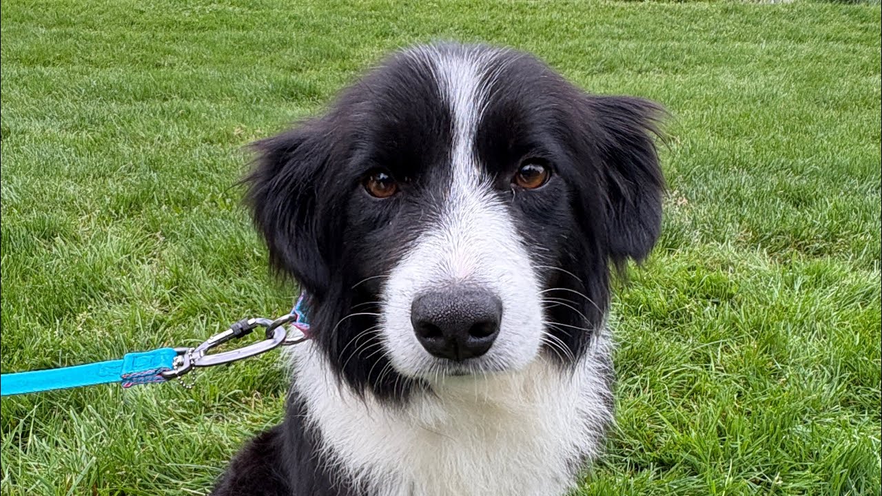 Lily - Korean Border Collie Rescue