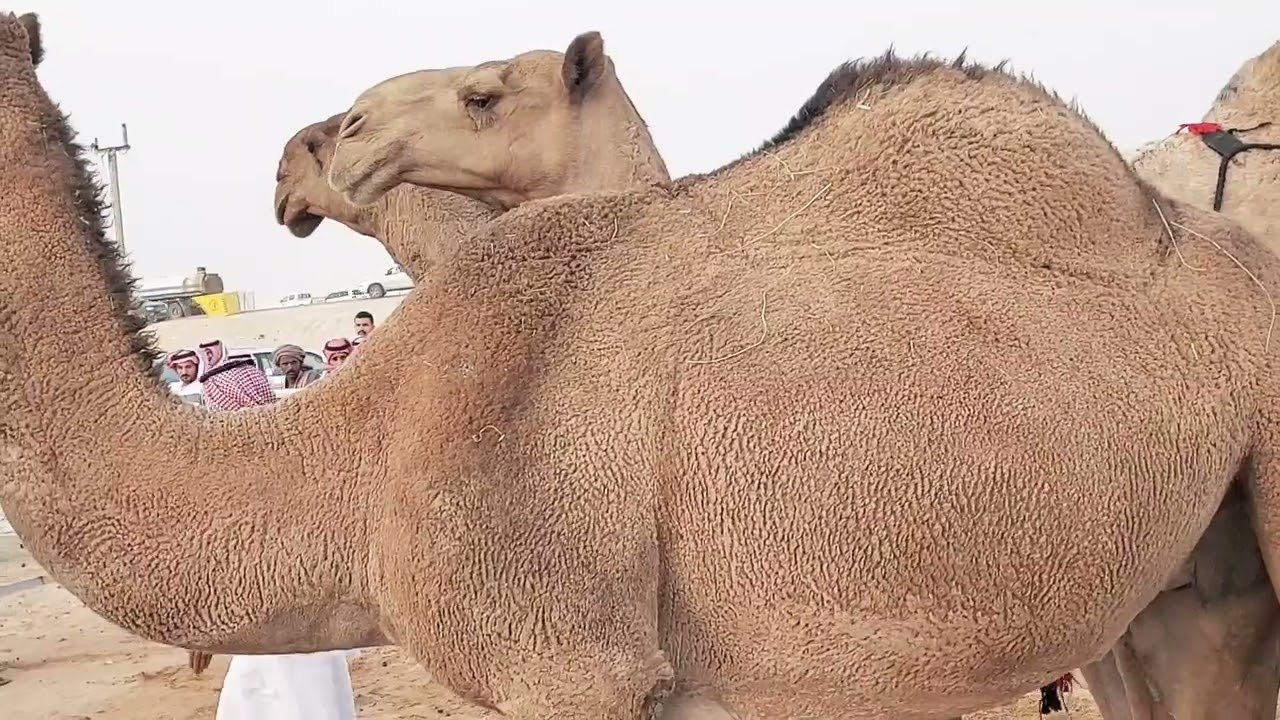 بريده/حراج الإبل في مهرجان العقيلات عصرا الثلاثاء ٧/٤/١٤٤٤