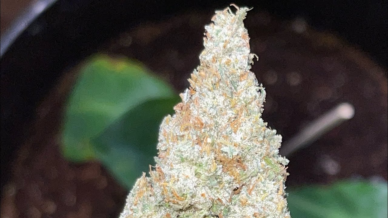 OMG! Do you even smoke quality?more gas and fire from @flavorchefgenetics 