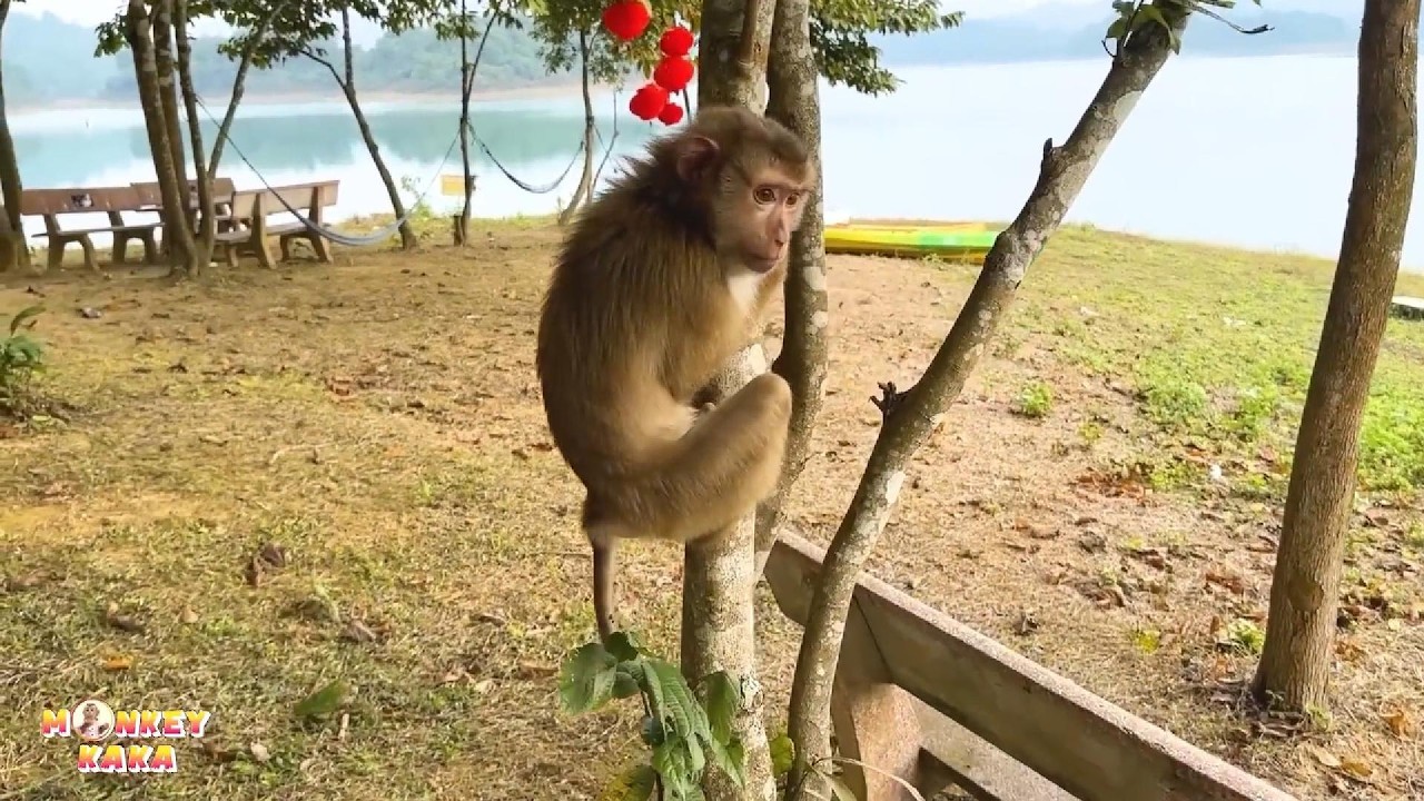 После мгновений радости обезьяна Кака неизменно погружается в печаль.