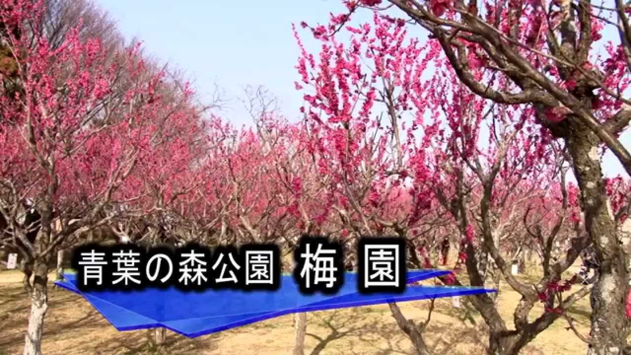 青葉の森公園 梅園