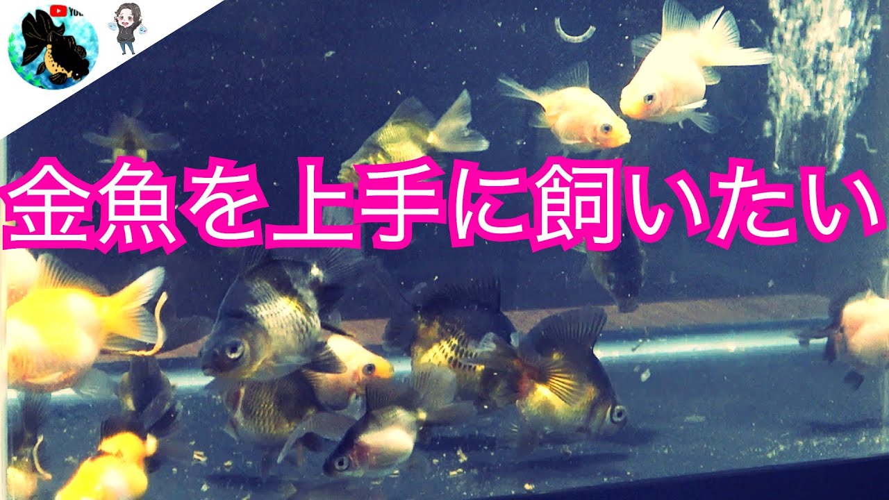 愛好家に聞く、正しい金魚の飼い方