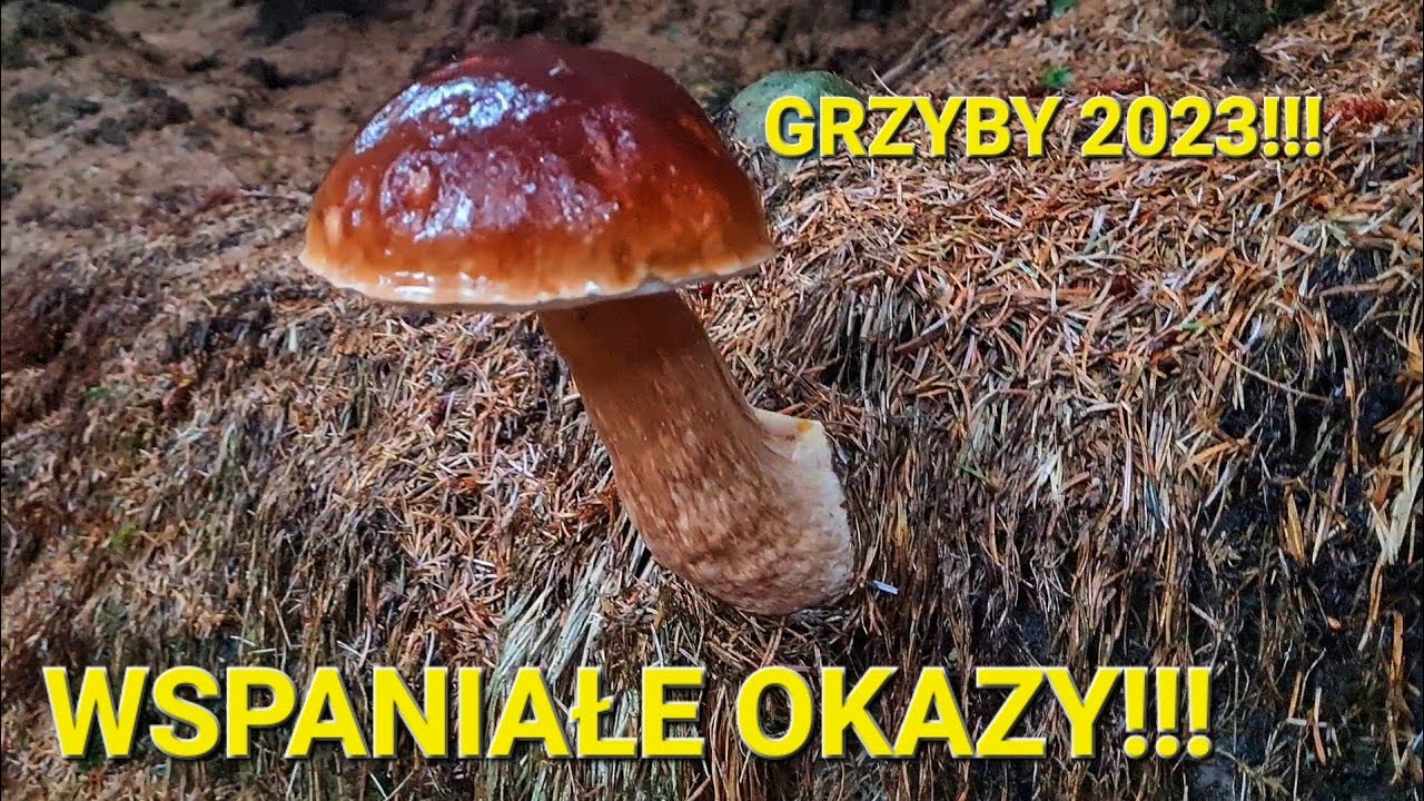GRZYBY 2023!!! Piękne okazy, PRAWDZIWKI (BOROWIKI). Grzybobranie 2023