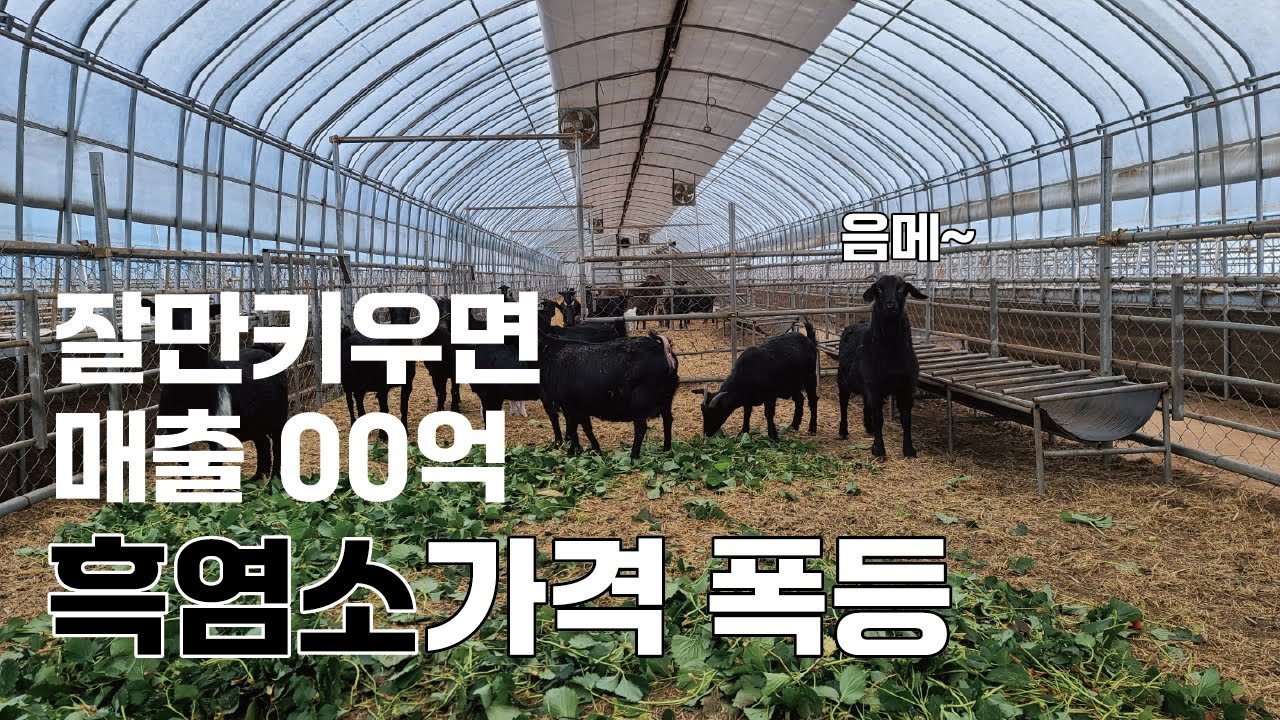 개고기 금지 후 폭등한 흑염소몸값 흑염소농장 운영 팁을 알아보자!