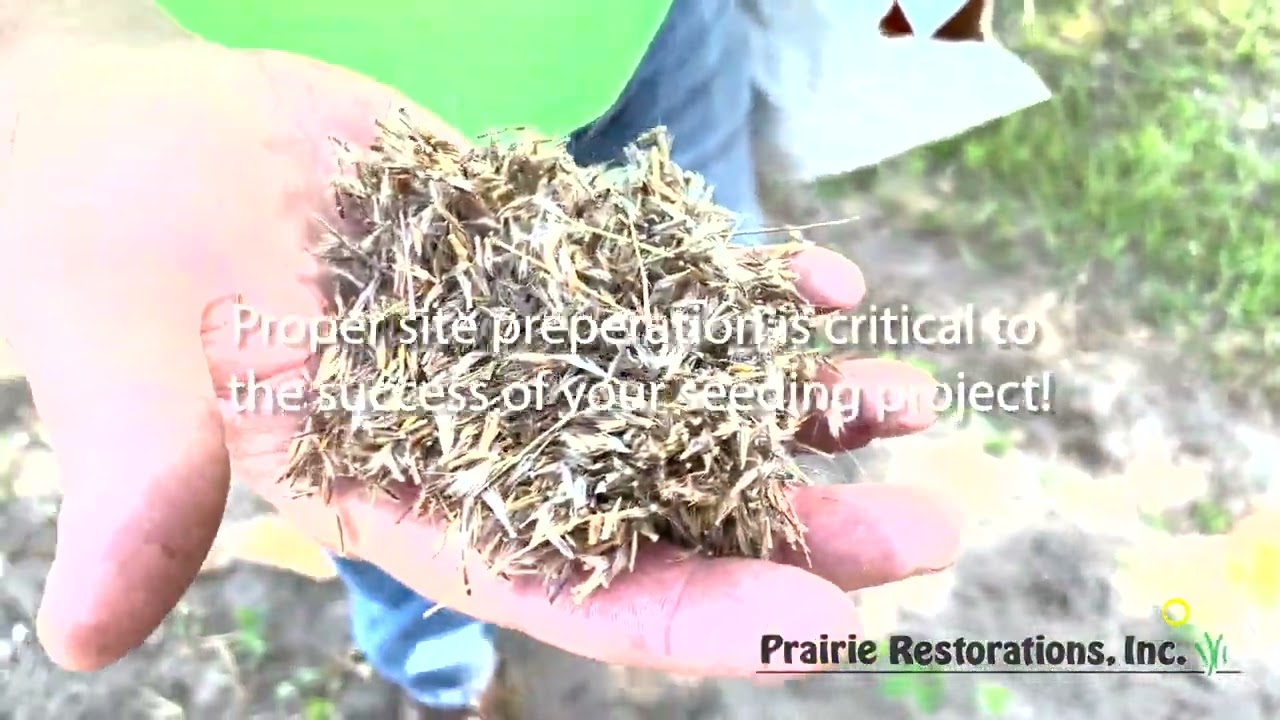 How To Spread Native Grass Seed with Prairie Restorations