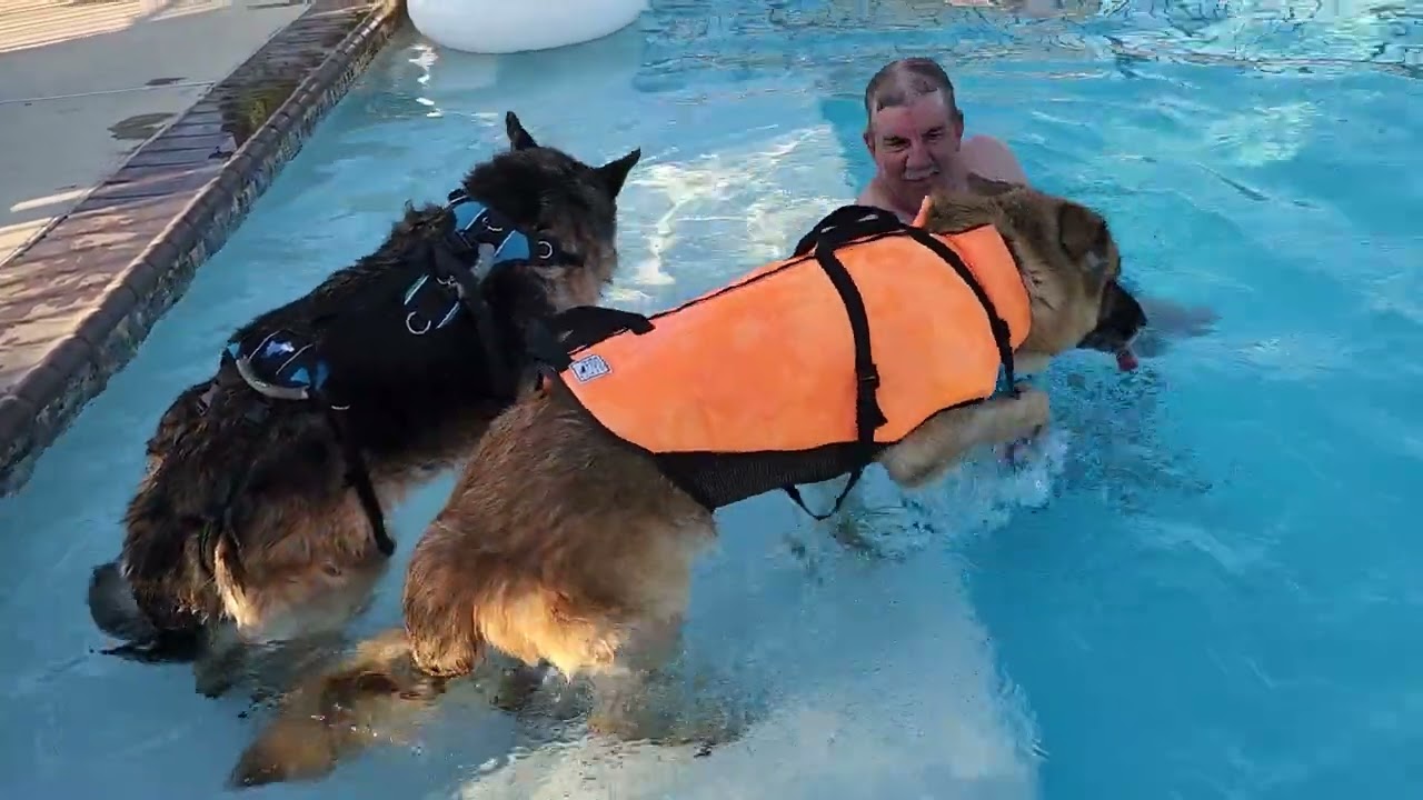 JR and Gustof in the pool, summer 2022, Gustofs last year with us at 13 years old!