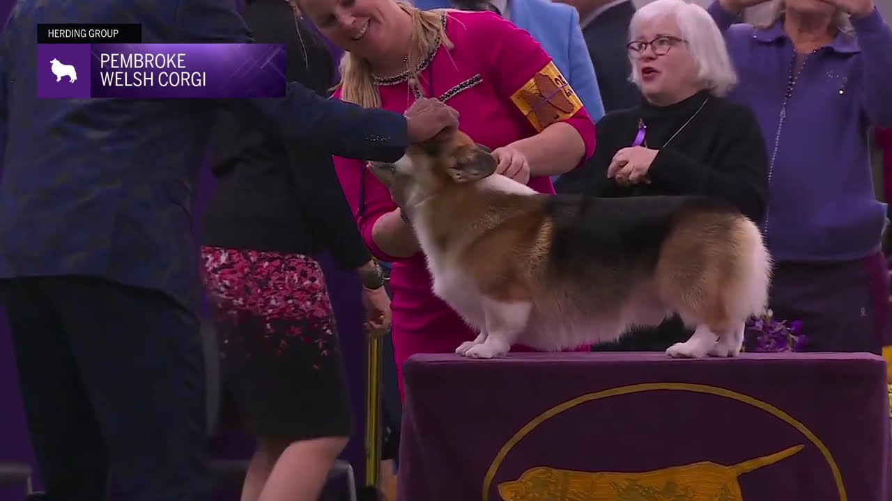 Pembroke Welsh Corgis | Breed Judging 2026
