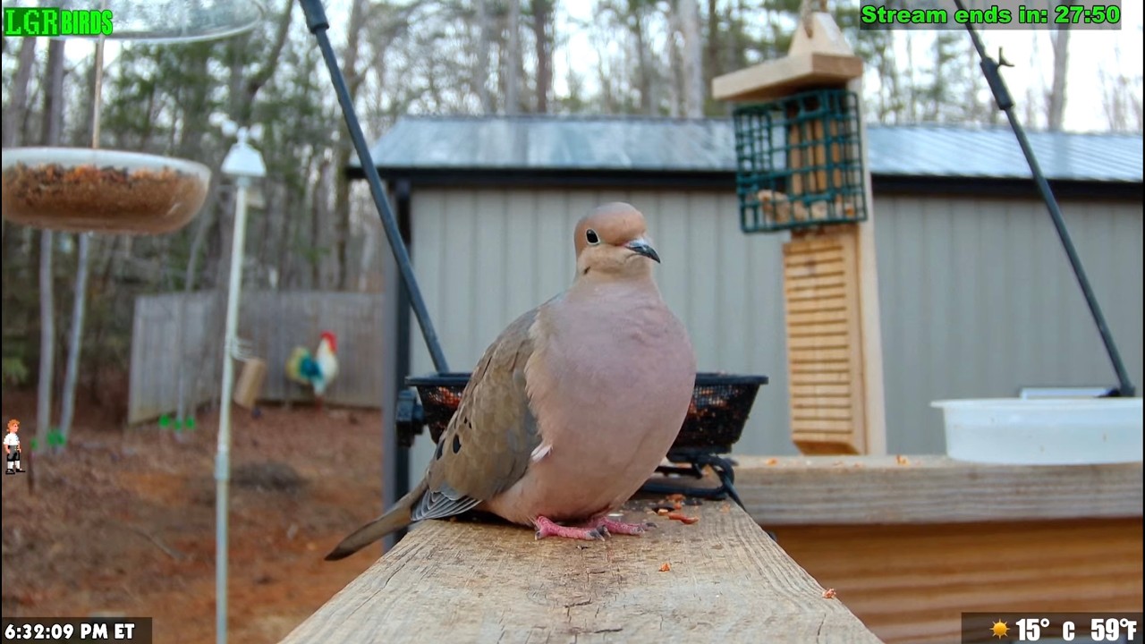LGR Bird Feed - February 28, 2026