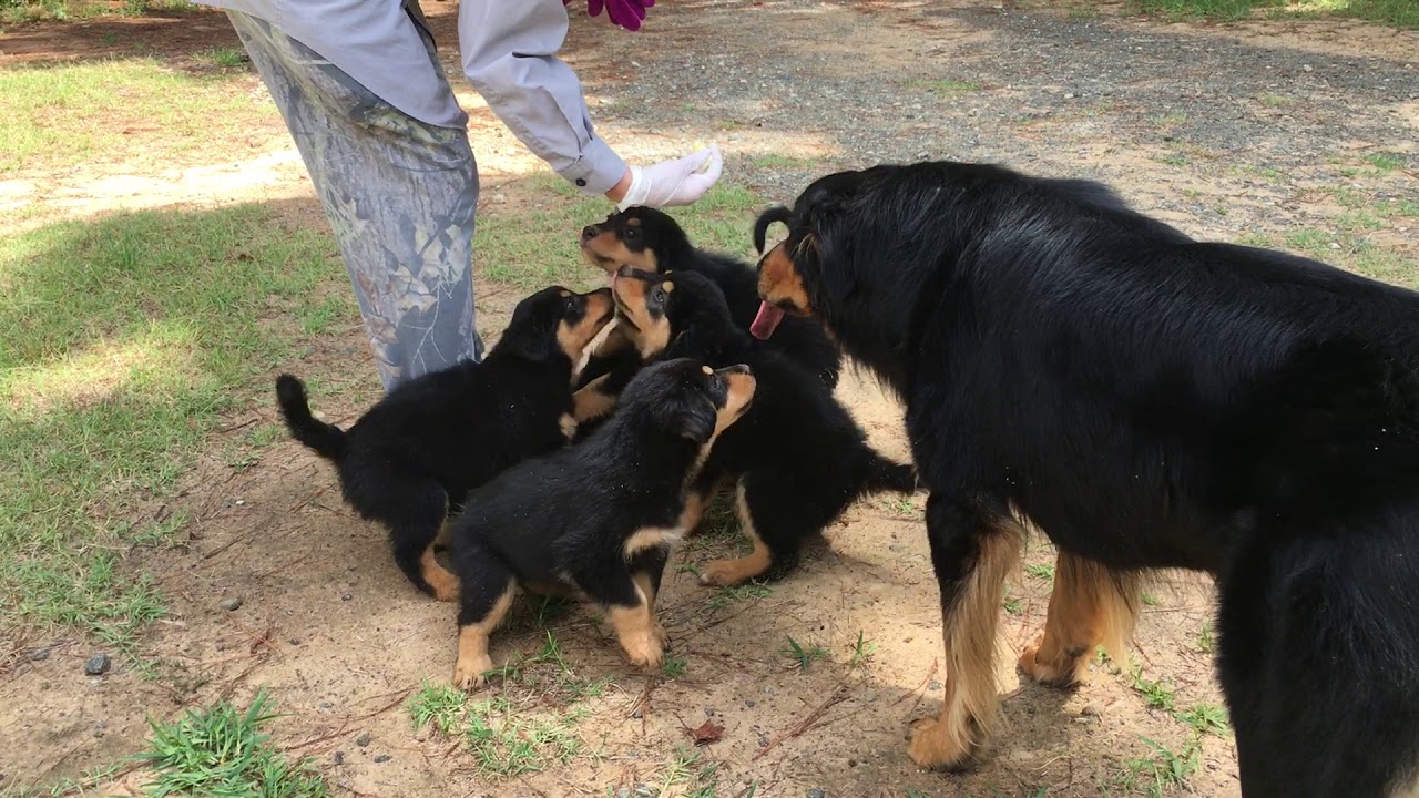 #1  Teaching patience and rewards:  English Shepherd puppies - Greenhaven Farms