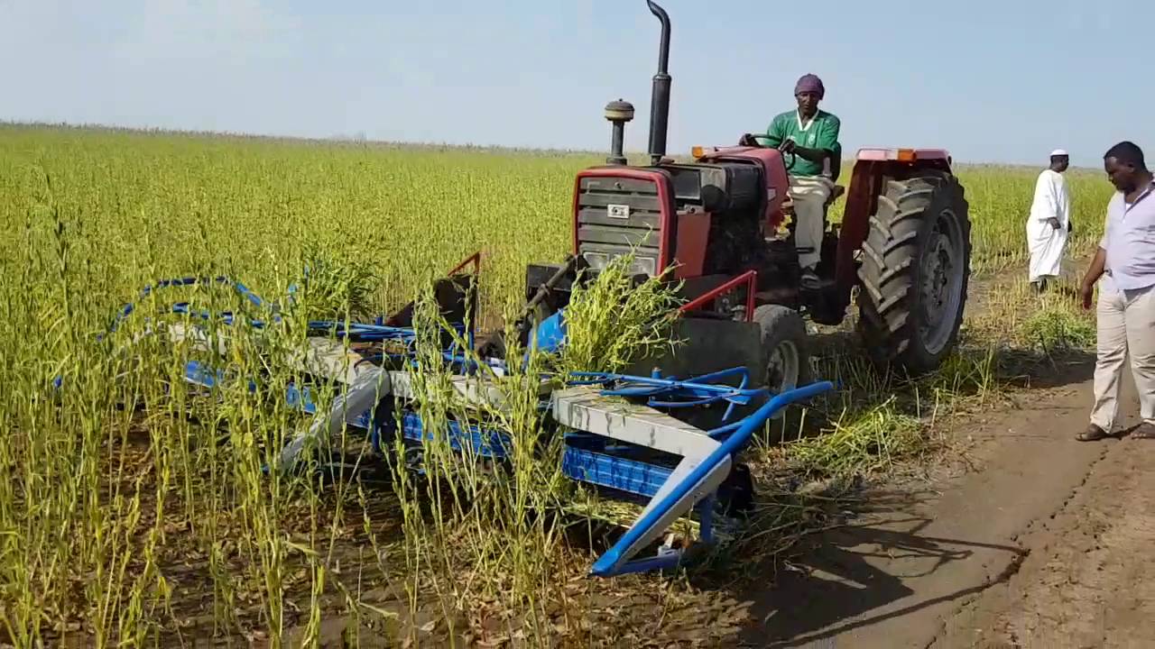 YAPEL ÇDG - 370 Makinemiz ile Susam Hasadı Video 4 - SUDAN 20.10.2016