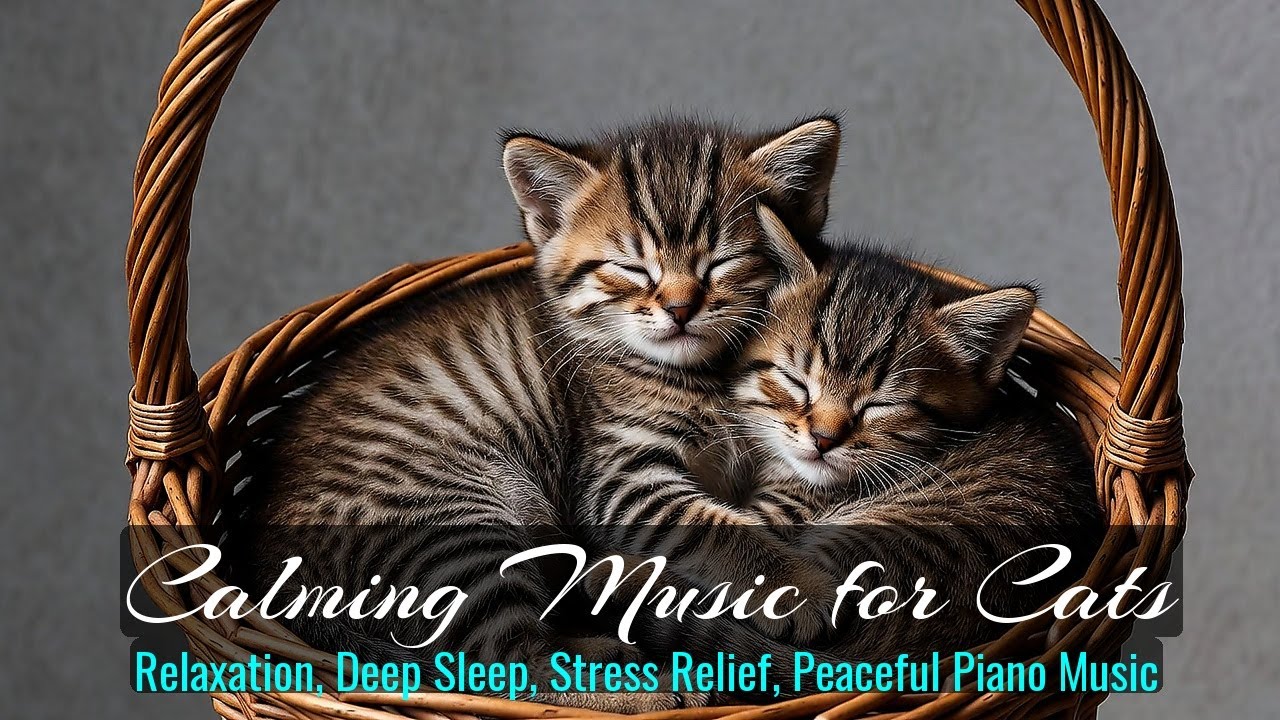 LIVE Adorable Sleeping Cat on Sofa for Relaxation 🛋️ | Season 17