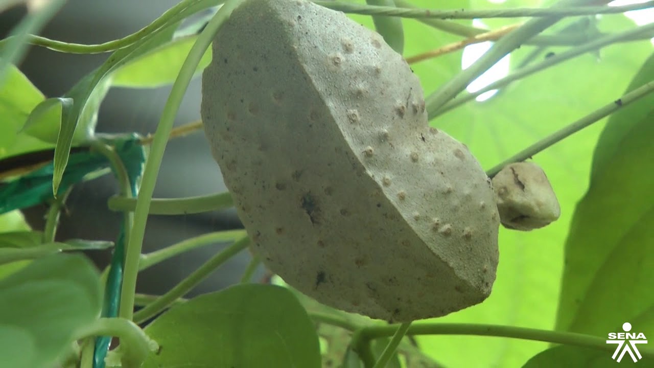 Dioscórea bulbifera (papa Amazónica), ensayo de cultivo en San José del Guaviare  Colombia.